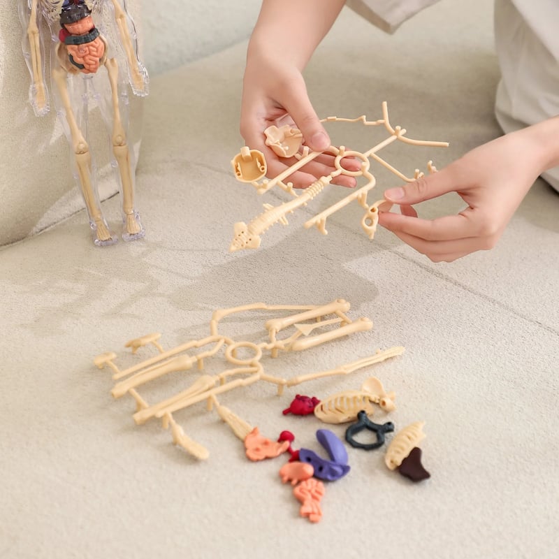 VitaLayer™ — Entfesseln Sie Ihre Kraft, den menschlichen Körper wirklich zu verstehen!