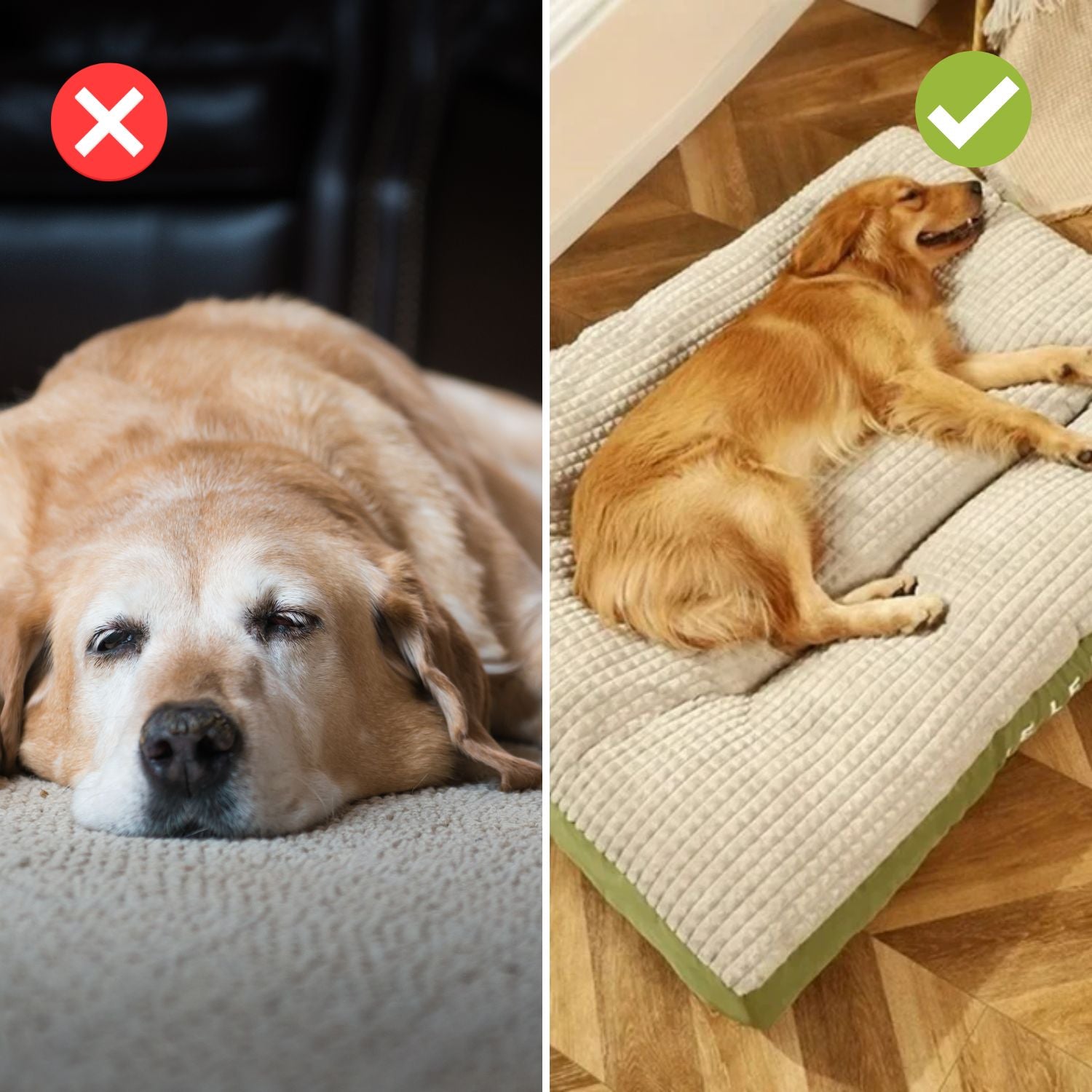 TraumPfote Bett – Tiefschlaf & Lebensfreude für Ihren Hund