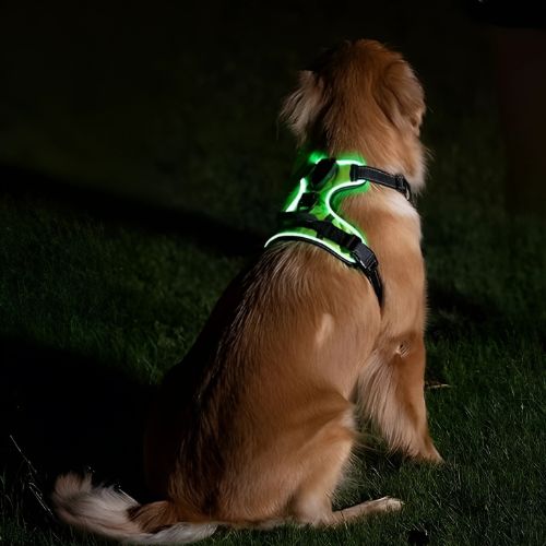 LumiPaws™ – LED-Hundegeschirr für mehr Sichtbarkeit bei Nacht