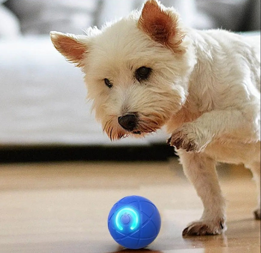 PetPlay Ball – Endloser Spaß für Hunde & Katzen!