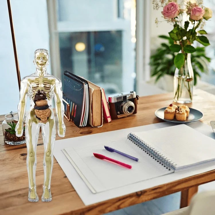 VitaLayer™ — Entfesseln Sie Ihre Kraft, den menschlichen Körper wirklich zu verstehen!