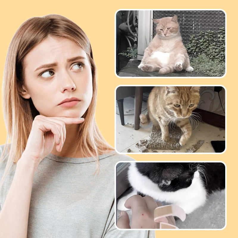 WildPaws – Endloser Spielspaß für Hunde & Katzen