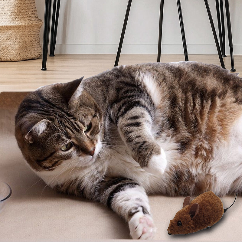 WildPaws – Endloser Spielspaß für Hunde & Katzen