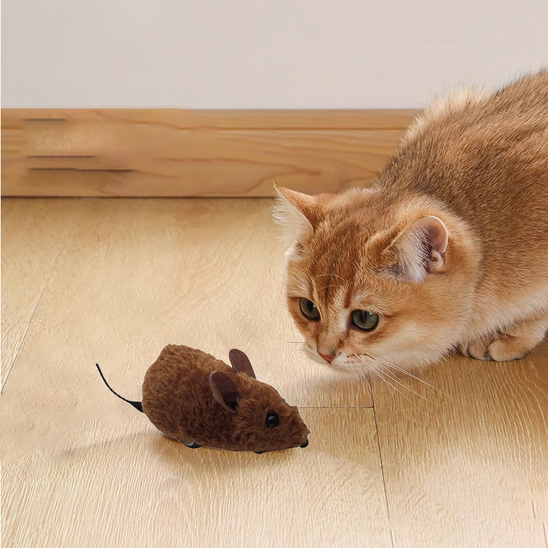 WildPaws – Endloser Spielspaß für Hunde & Katzen